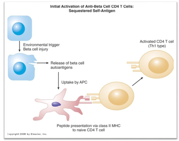  فعال شدن اولیه سلول های لنفاوی CD4  T برعلیه سلول های بتای پانکراس 